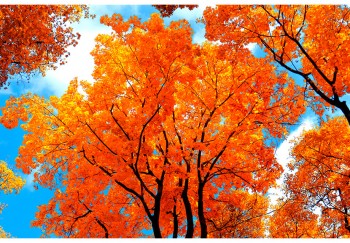 nature 175